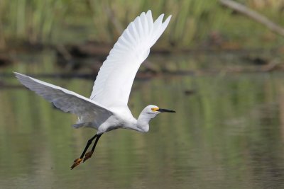 Snowy Egret