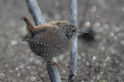 Winter Wren