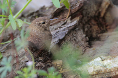 Winter Wren