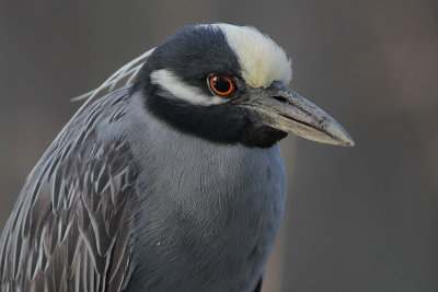 Yellow-crowned Night-Heron