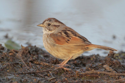 Swamp Sparrow