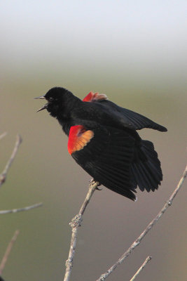 Red-winged Blackbird