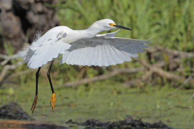 Snowy Egret