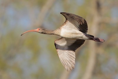 White Ibis