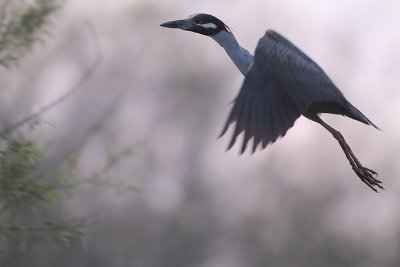 Yellow-crowned Night-Heron