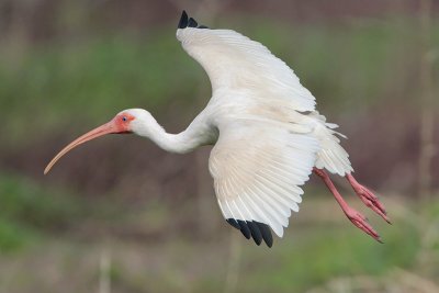 White Ibis