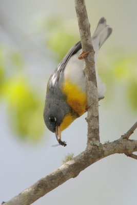 Northern Parula