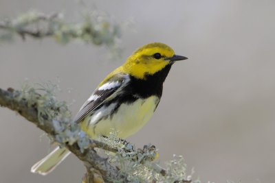 Black-throated  Green Warbler