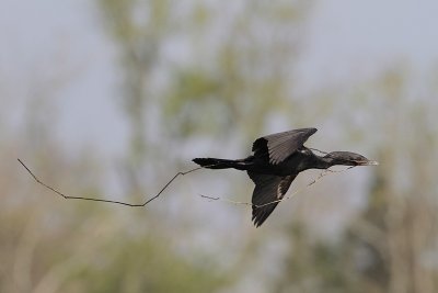 Neotropic Cormorant