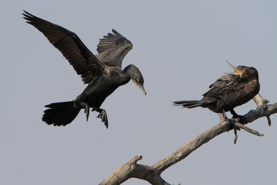 Neotropic Cormorant