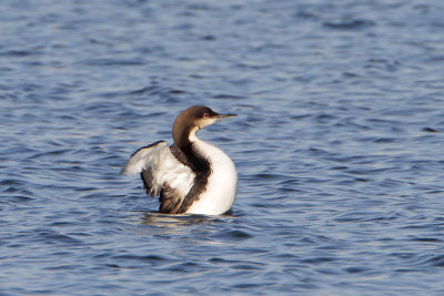 Pacific Loon