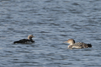 Pacific Loon and Common Loon