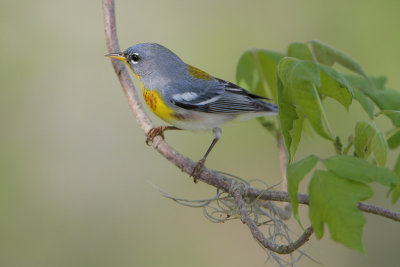 Northern Parula