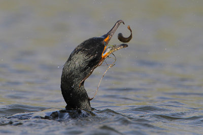 Double-crested Cormorant