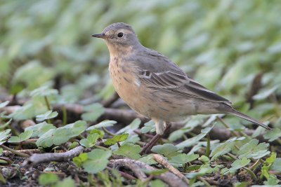 American Pipit