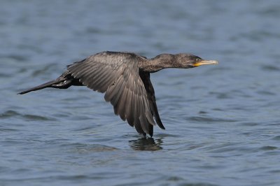 Neotropic Cormorant