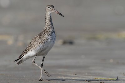 Willet