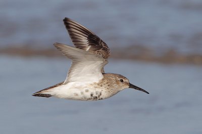 Dunlin