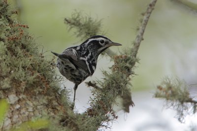 Black-and-white Warbler