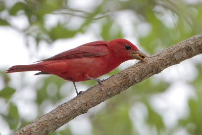 Summer Tanager eating a bee