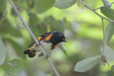 American Redstart