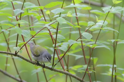 Tennessee Warbler