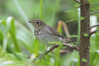 Swainson's Thrush