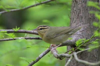 Worm-eating Warbler