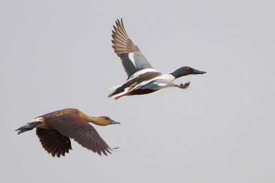 Fulvous Whistling-Duck and Northern Shoveler