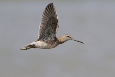 Short-billed Dowitcher