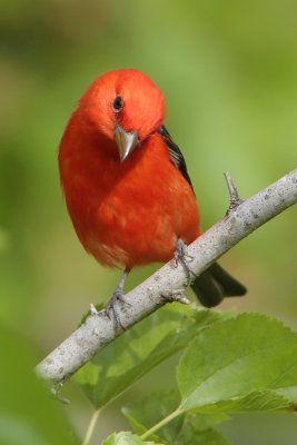 Scarlet Tanager