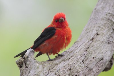 Scarlet Tanager