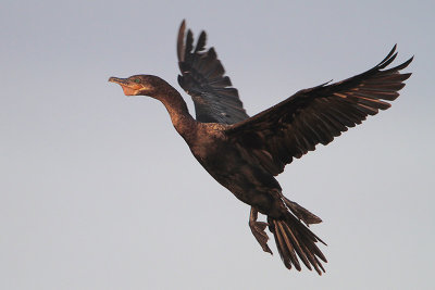 Neotropic Cormorant