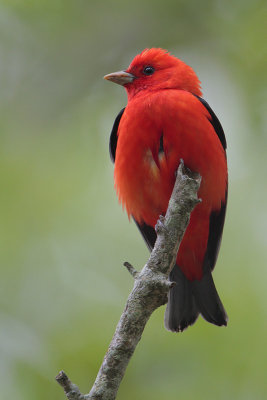 Scarlet Tanager