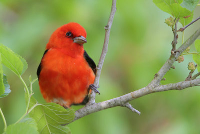 Scarlet Tanager