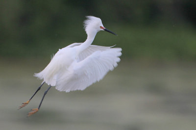 Snowy Egret