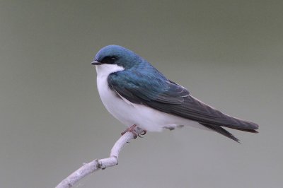 Tree Swallow