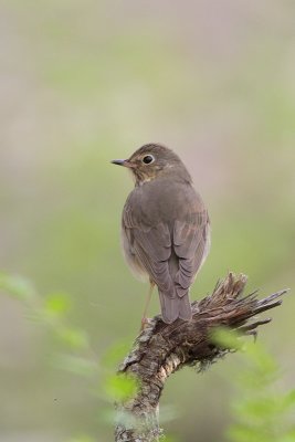 Swainson's Thrush