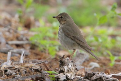 Swainson's Thrush