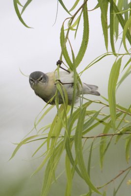 Tennessee Warbler