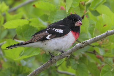 Rose-breasted Grosbeak