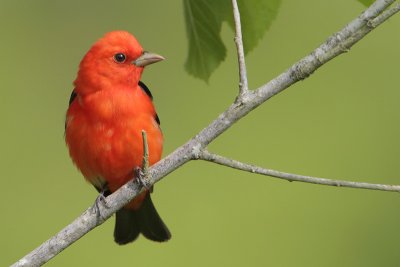 Scarlet Tanager