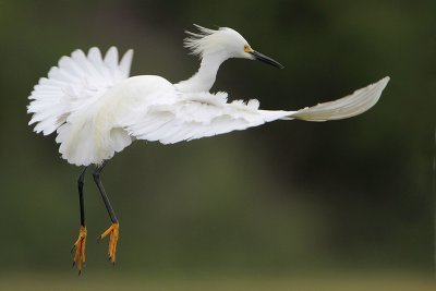 Snowy Egret