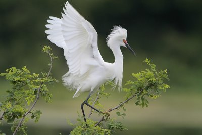 Snowy Egret