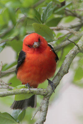 Scarlet Tanager