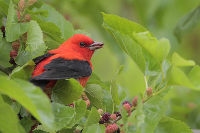 Scarlet Tanager