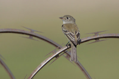 Least Flycatcher