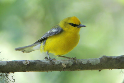 Blue-winged Warbler