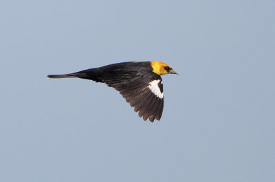 Yellow-headed Blackbird