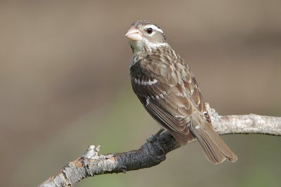 Rose-breasted Grosbeak